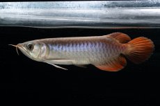 画像6: チリレッド NO.42（インドネシア産） (6)