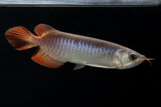 画像5: チリレッド NO.42（インドネシア産） (5)