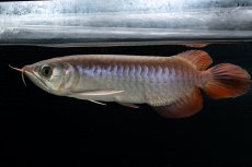 画像3: チリレッド NO.42（インドネシア産） (3)