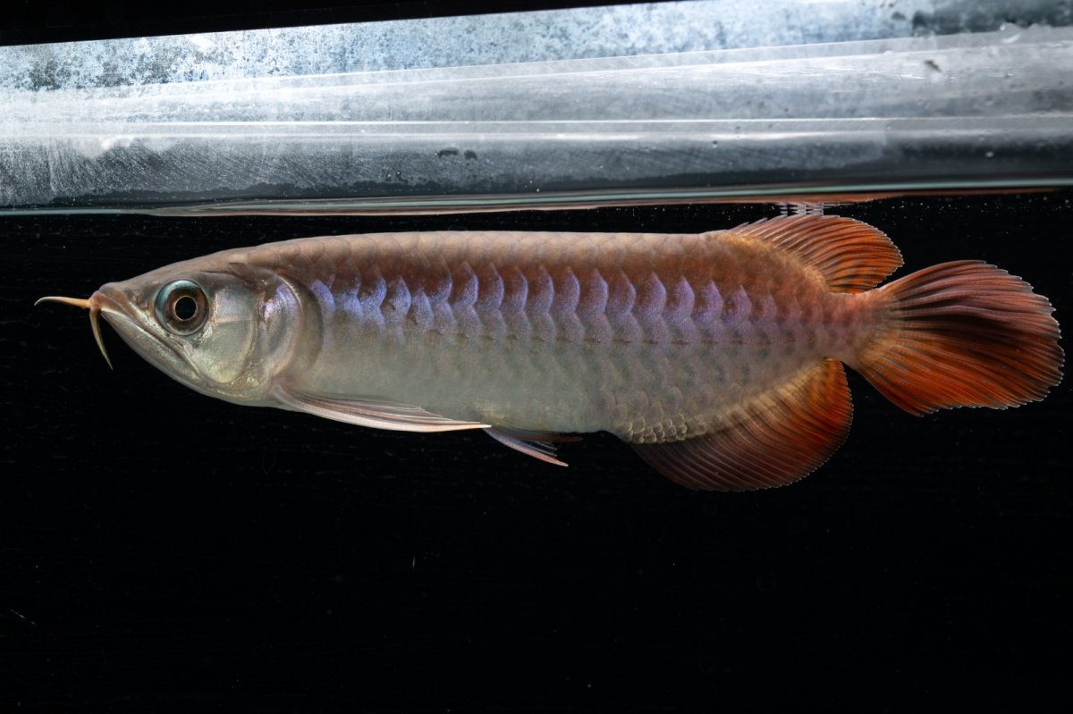 画像1: チリレッド NO.42（インドネシア産） (1)