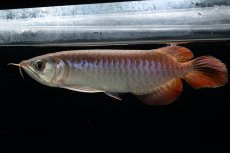 画像1: チリレッド NO.42（インドネシア産） (1)