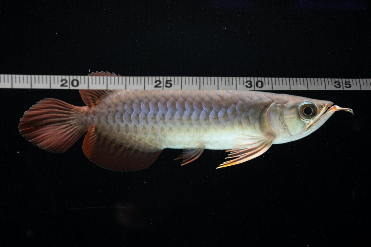 画像8: チリレッド NO.43（インドネシア産） (8)