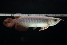 画像8: チリレッド NO.43（インドネシア産） (8)