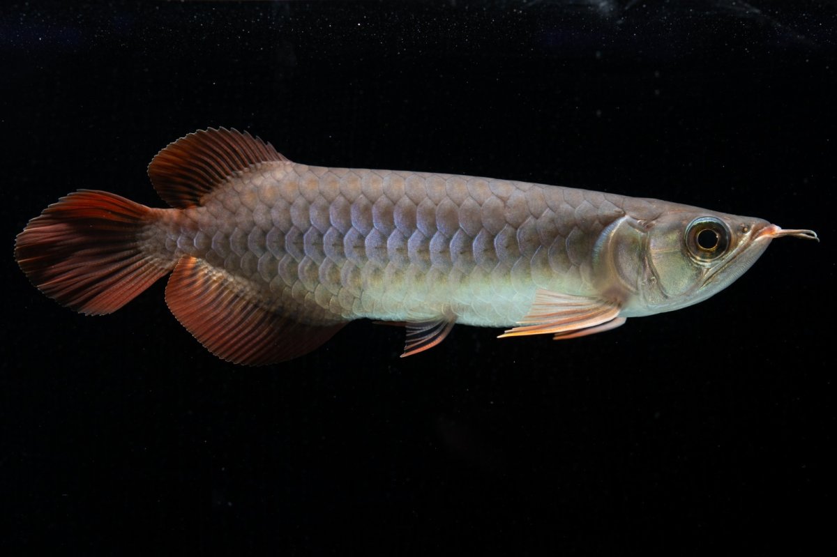 画像7: チリレッド NO.43（インドネシア産） (7)