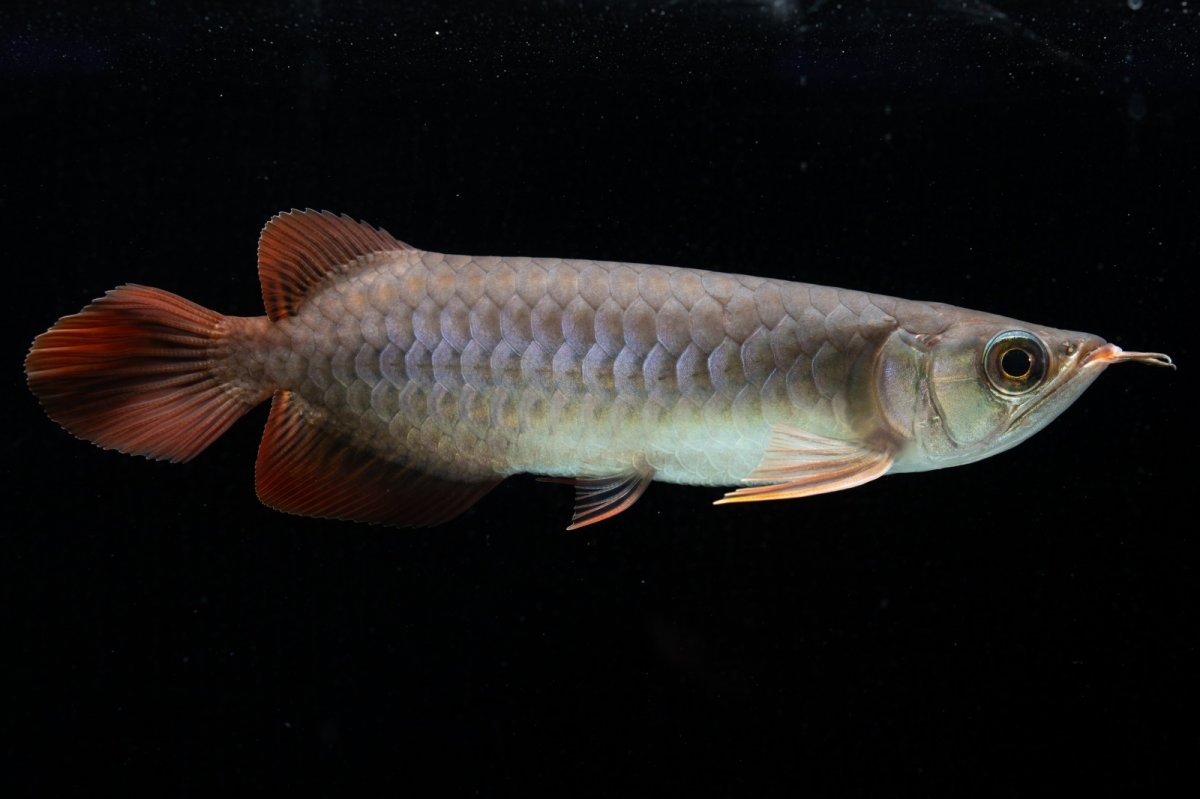 画像6: チリレッド NO.43（インドネシア産） (6)