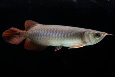 画像6: チリレッド NO.43（インドネシア産） (6)