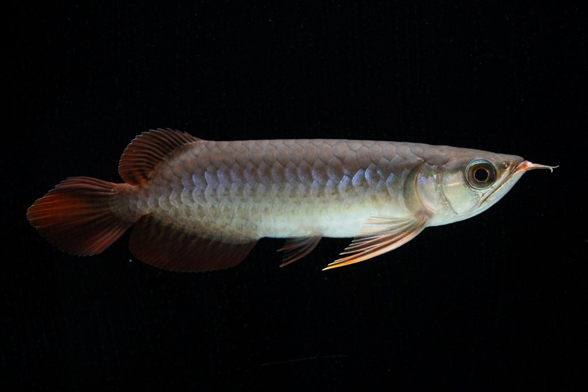 画像3: チリレッド NO.43（インドネシア産） (3)