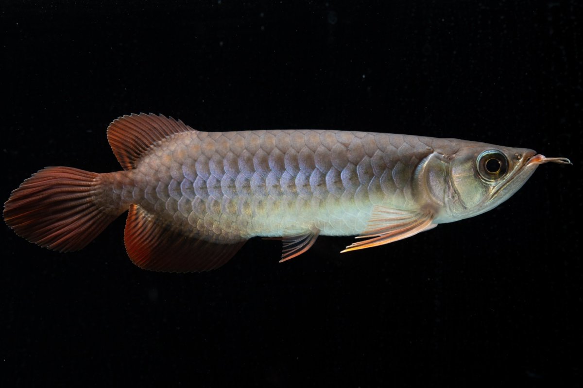 画像1: チリレッド NO.43（インドネシア産） (1)