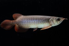 画像1: チリレッド NO.43（インドネシア産） (1)