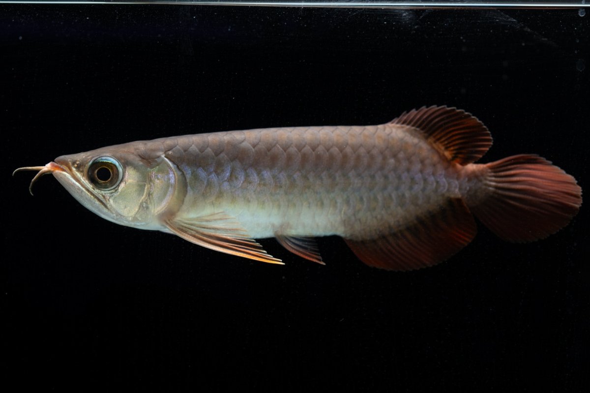 画像4: チリレッド NO.43（インドネシア産） (4)