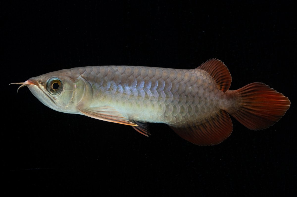 画像2: チリレッド NO.43（インドネシア産） (2)