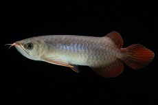 画像2: チリレッド NO.43（インドネシア産） (2)