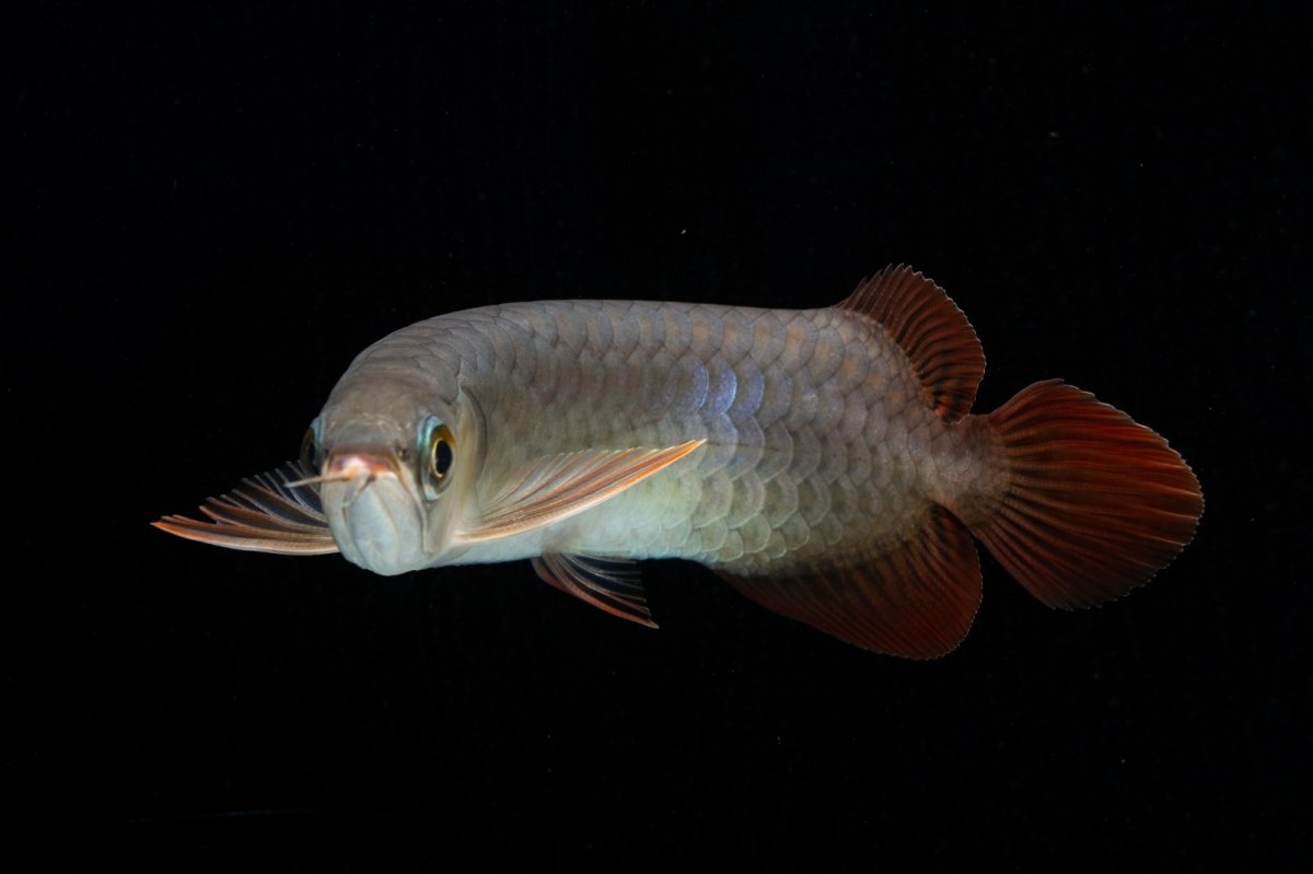 画像5: チリレッド NO.43（インドネシア産） (5)