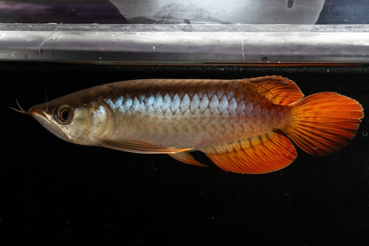 画像8: メタルレッド F3 NO.22（ディナミカカプアス産） (8)