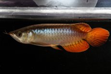 画像8: メタルレッド F3 NO.22（ディナミカカプアス産） (8)