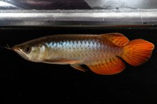 画像5: メタルレッド F3 NO.22（ディナミカカプアス産） (5)