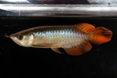 画像1: メタルレッド F3 NO.22（ディナミカカプアス産） (1)