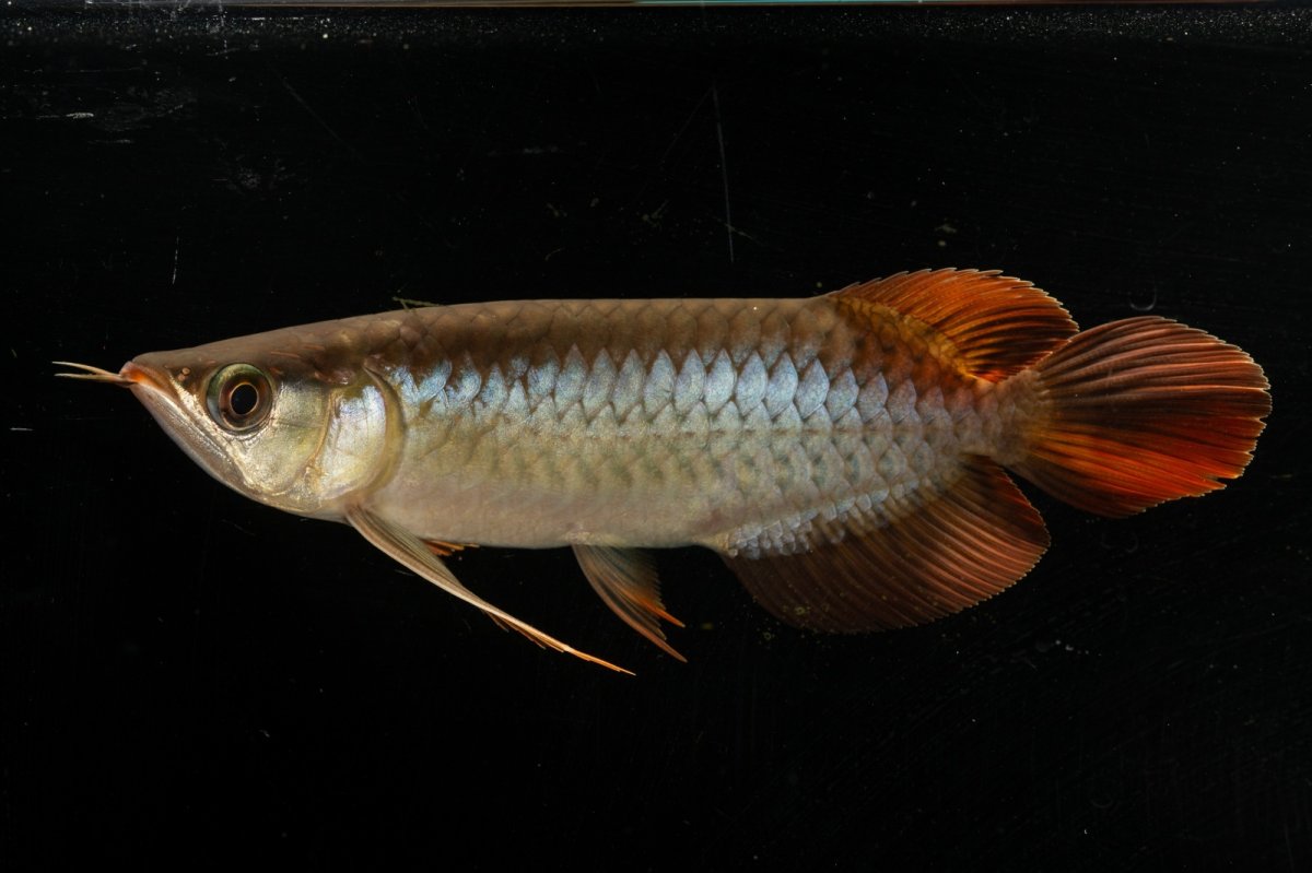 画像3: メタルレッド F3 NO.22（ディナミカカプアス産） (3)