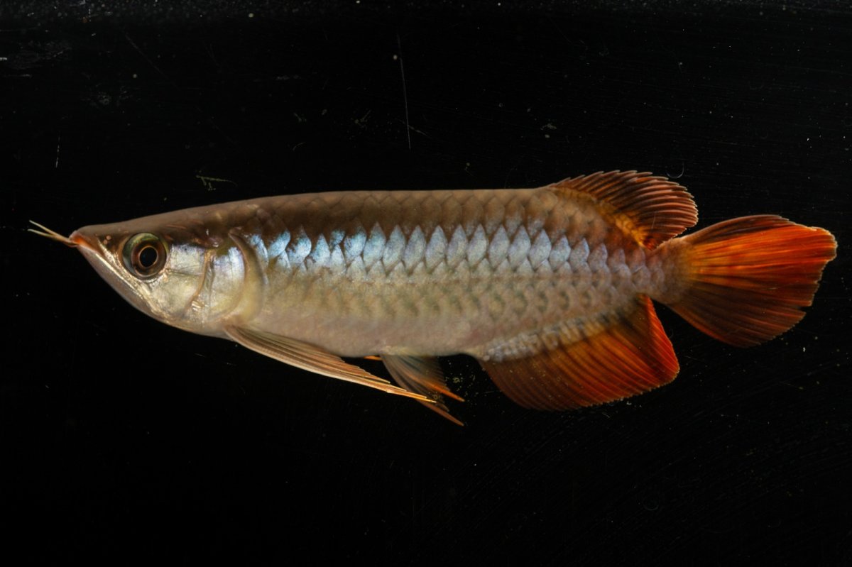 画像9: メタルレッド F3 NO.22（ディナミカカプアス産） (9)