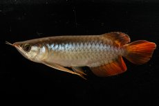 画像9: メタルレッド F3 NO.22（ディナミカカプアス産） (9)