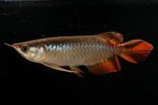 画像7: メタルレッド F3 NO.22（ディナミカカプアス産） (7)