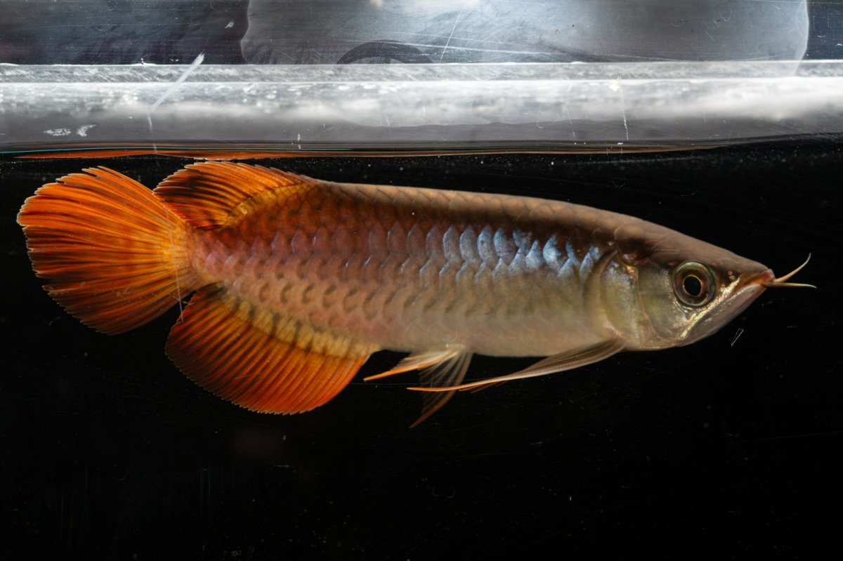 画像4: メタルレッド F3 NO.22（ディナミカカプアス産） (4)