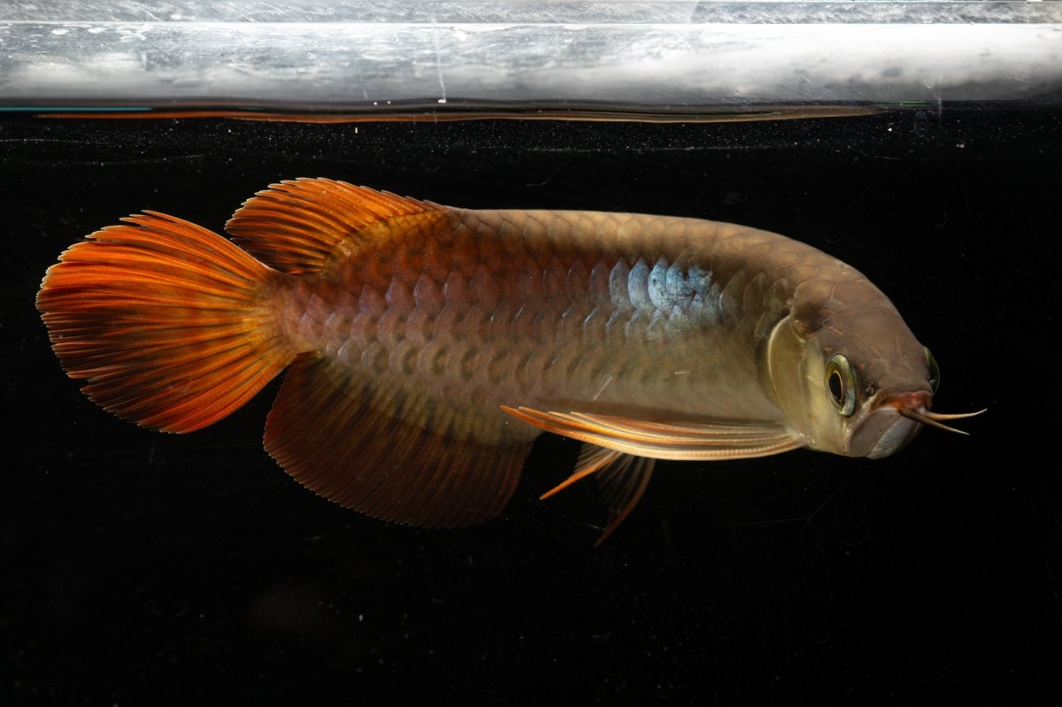 画像6: メタルレッド F3 NO.22（ディナミカカプアス産） (6)