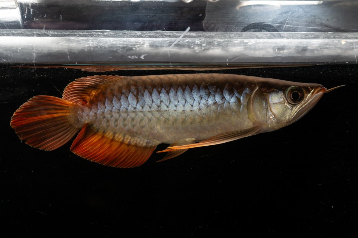 画像2: メタルレッド F3 NO.22（ディナミカカプアス産） (2)