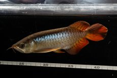 画像12: メタルレッド F3 NO.22（ディナミカカプアス産） (12)