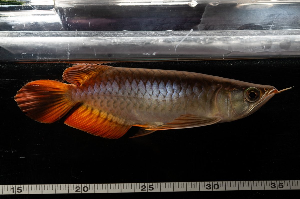 画像11: メタルレッド F3 NO.22（ディナミカカプアス産） (11)