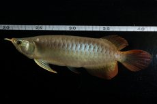 画像9: メタルレッド F3 NO.23（ディナミカカプアス産） (9)