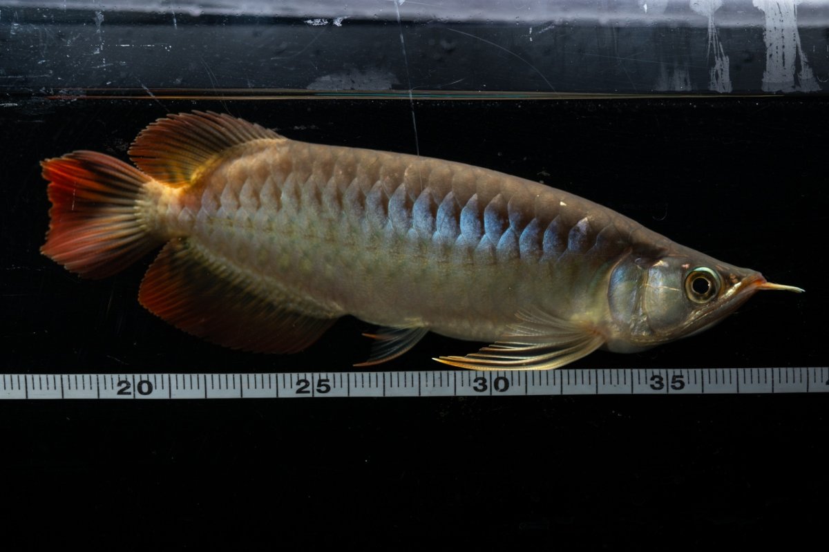 画像8: メタルレッド F3 NO.23（ディナミカカプアス産） (8)