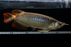 画像8: メタルレッド F3 NO.23（ディナミカカプアス産） (8)