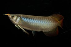 画像5: メタルレッド F3 NO.23（ディナミカカプアス産） (5)