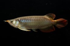 画像4: メタルレッド F3 NO.23（ディナミカカプアス産） (4)