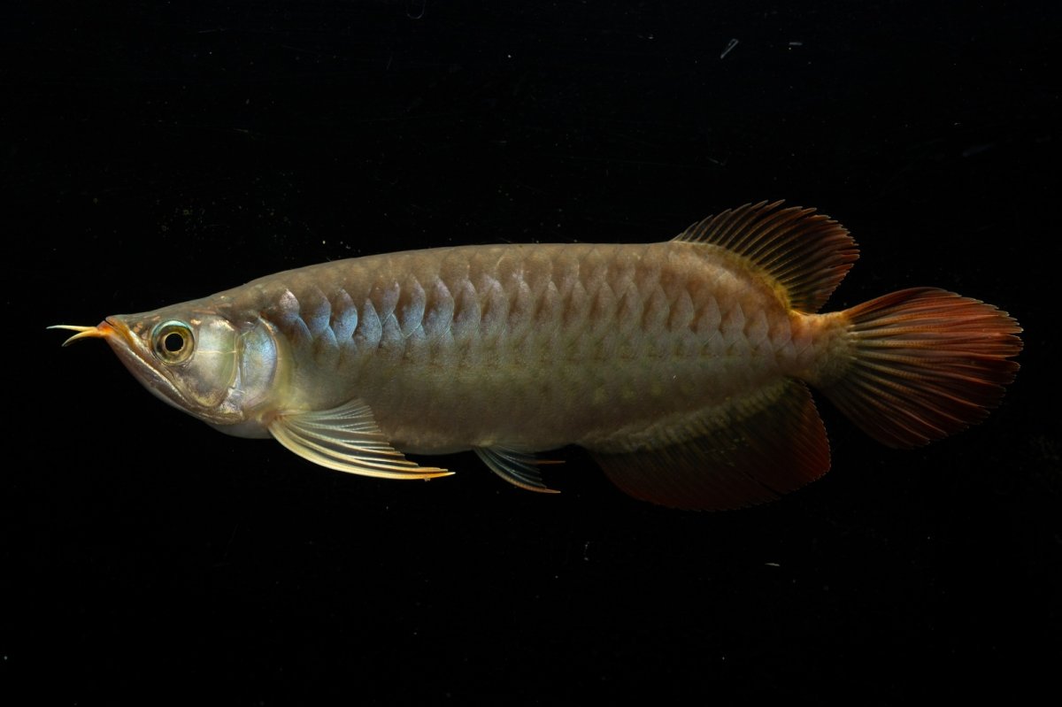 画像3: メタルレッド F3 NO.23（ディナミカカプアス産） (3)