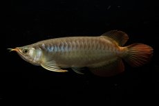 画像3: メタルレッド F3 NO.23（ディナミカカプアス産） (3)