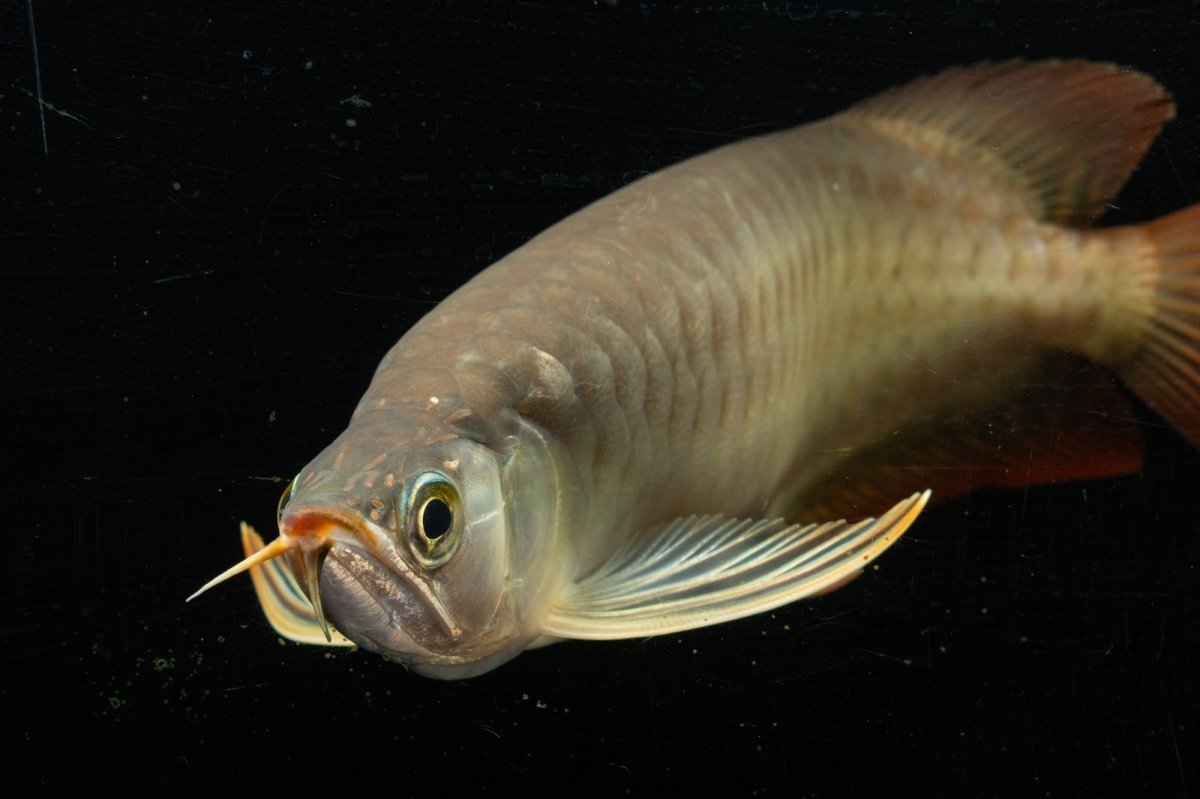 画像7: メタルレッド F3 NO.23（ディナミカカプアス産） (7)