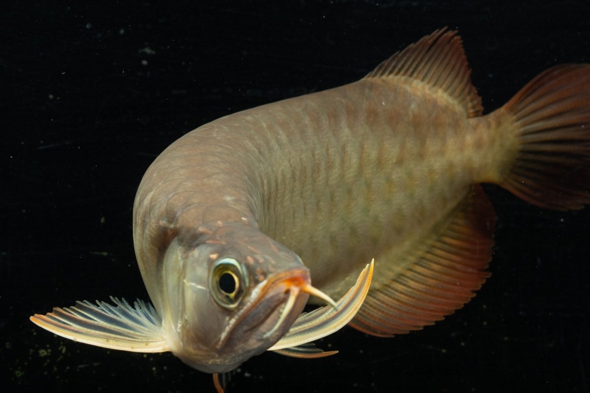 画像6: メタルレッド F3 NO.23（ディナミカカプアス産） (6)