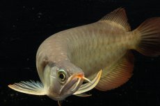 画像6: メタルレッド F3 NO.23（ディナミカカプアス産） (6)