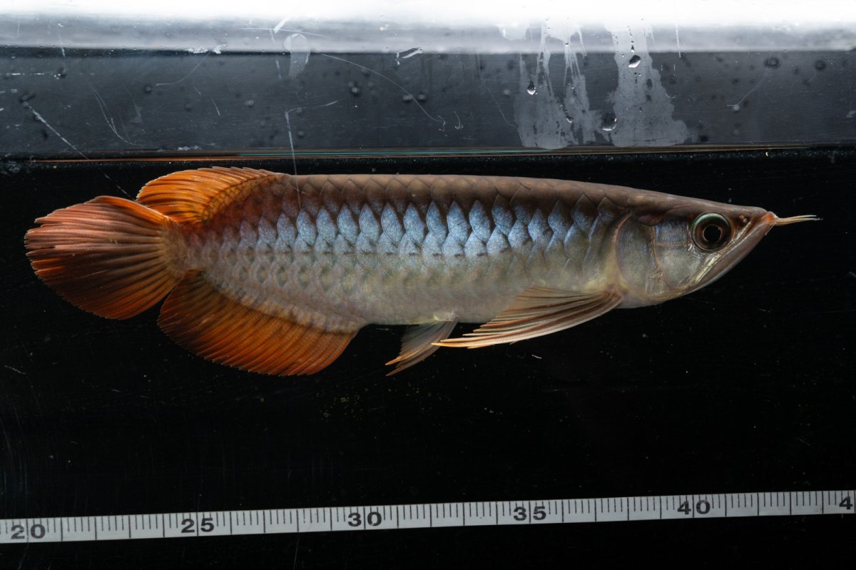 画像9: メタルレッド F3 NO.24（ディナミカカプアス産） (9)