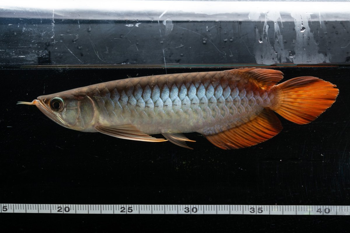 画像8: メタルレッド F3 NO.24（ディナミカカプアス産） (8)