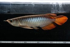 画像8: メタルレッド F3 NO.24（ディナミカカプアス産） (8)