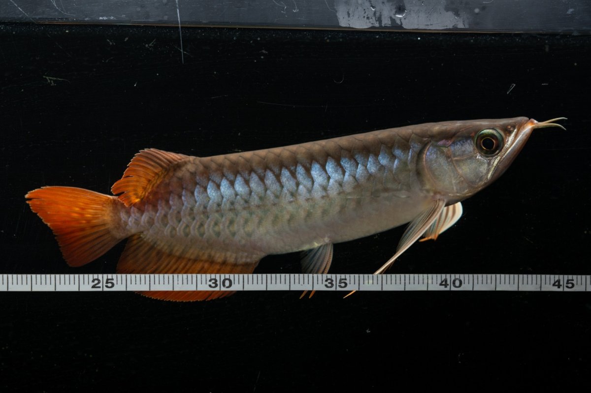 画像7: メタルレッド F3 NO.24（ディナミカカプアス産） (7)