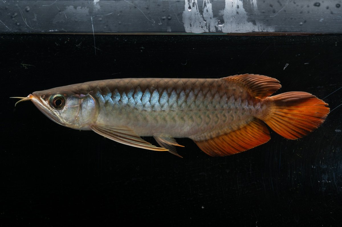 画像6: メタルレッド F3 NO.24（ディナミカカプアス産） (6)