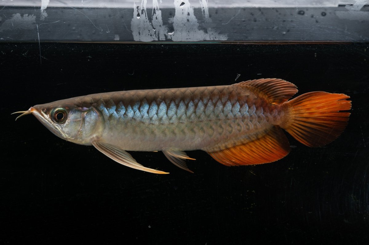 画像4: メタルレッド F3 NO.24（ディナミカカプアス産） (4)