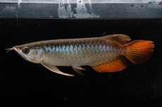 画像4: メタルレッド F3 NO.24（ディナミカカプアス産） (4)