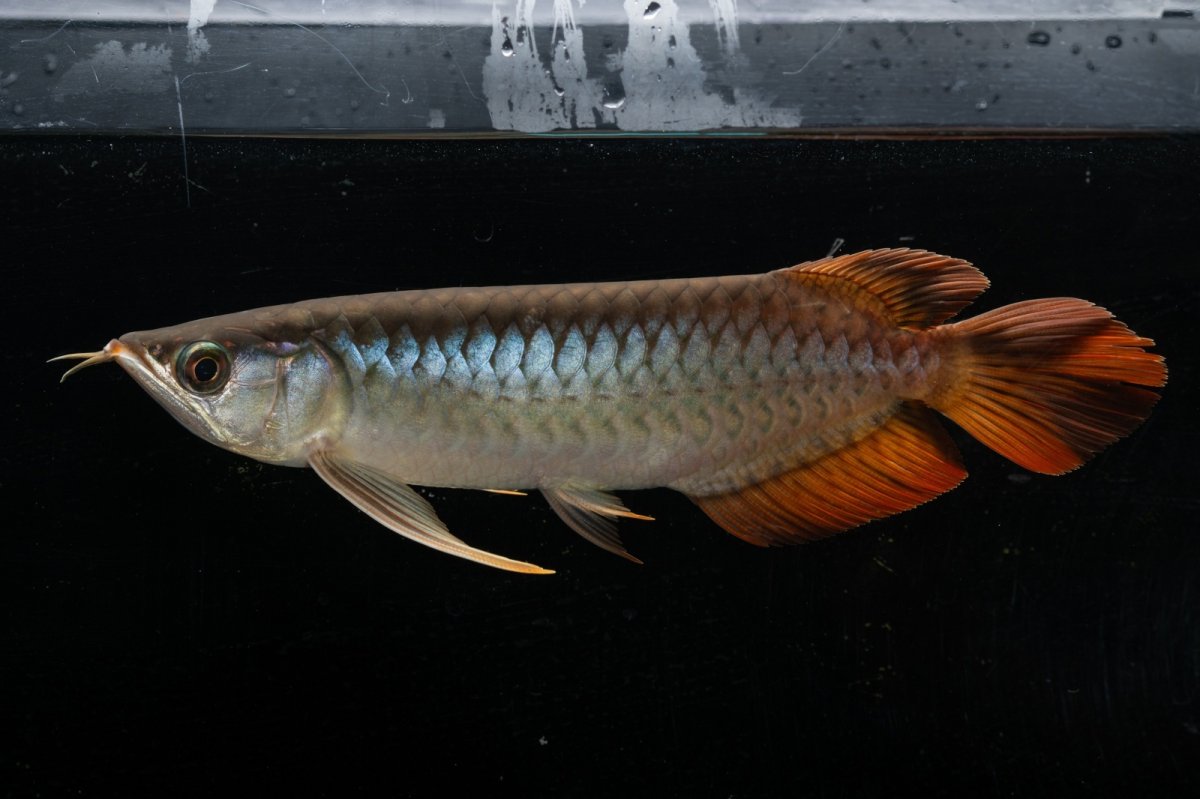 画像3: メタルレッド F3 NO.24（ディナミカカプアス産） (3)