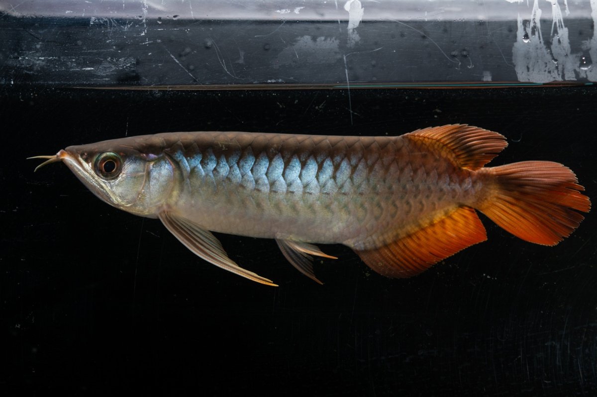 画像1: メタルレッド F3 NO.24（ディナミカカプアス産） (1)