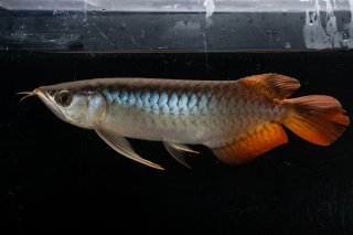 スーパーレッド（紅龍）メタルレッドF3 - アジアアロワナ専門店ラフレシア